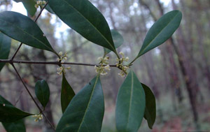 Wild Olive or Devilwood leaves